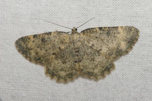 Réf. 213 390 : Charissa sp.